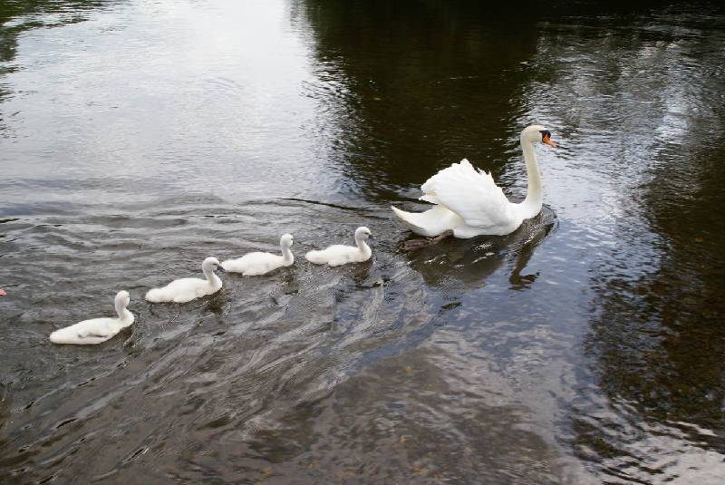 Schwaene auf der Sauer Bild Nr.042
